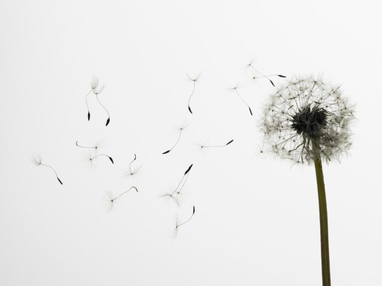 Dandelion seeds blowing away against a light background.